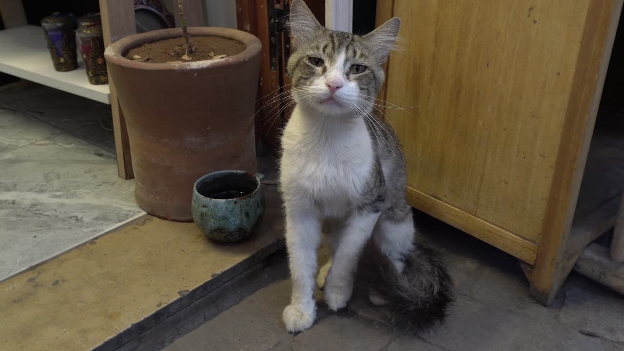 A cat meowing to get attention for food, sitting on the ground