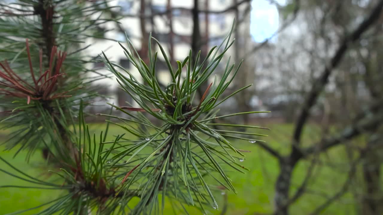 Close up footage turning and spinning around green and brown pine needeles or a pine spruce tree branch or twig during a cloudy day in an urban area. The branch and needles are in sharp focus.