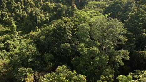 Toma-Aérea-Lenta-De-Un-Bosque-Tropical-Verde,-Denso-Y-Exuberante