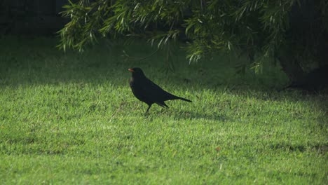 common blackbird standing on grass garden sunny daytime australia gippsland victoria maffra