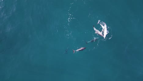 A-pod-of-Dolphins-in-a-display-of-courtship-mating-behaviour-in-the-blue-ocean-water