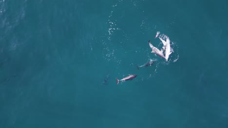 a pod of dolphins in a display of courtship mating behaviour in the blue ocean water