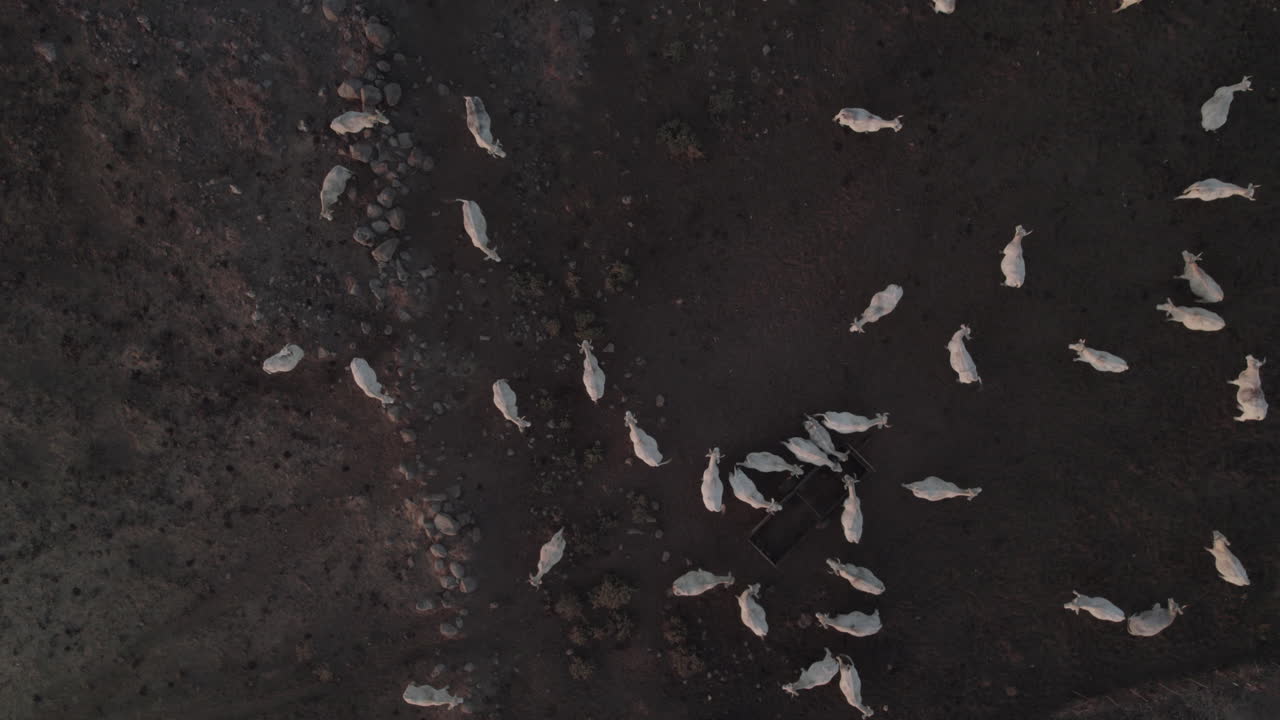 статический снимок сверху на белой корове нелоре на темной базальтовой почве на голанских высотах, израиль - особый угол с почвенным фоном