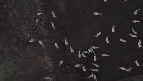 Static-Top-down-shot-on-White-Nelore-cow-cattle-on-a-dark-basalt-soil-in-the-Golan-Heights,-Israel---special-angle-with-soil-background