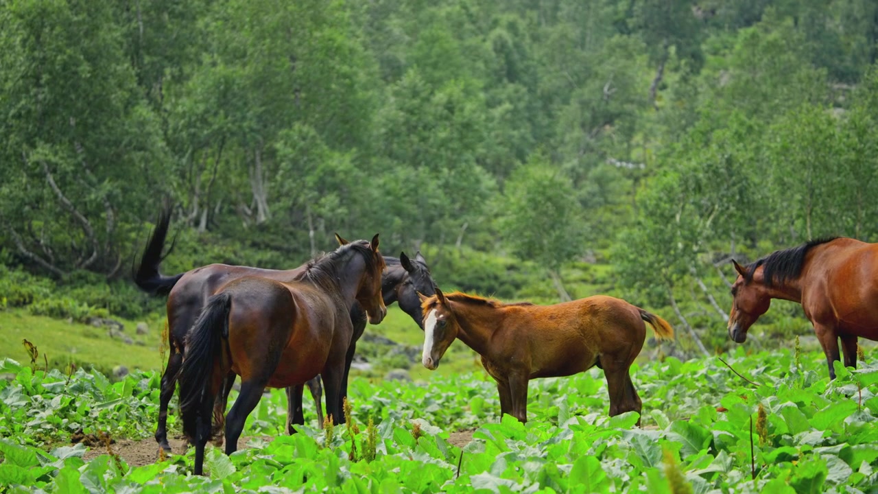 緑豊かな山の牧草地に立つ馬の群れと子馬