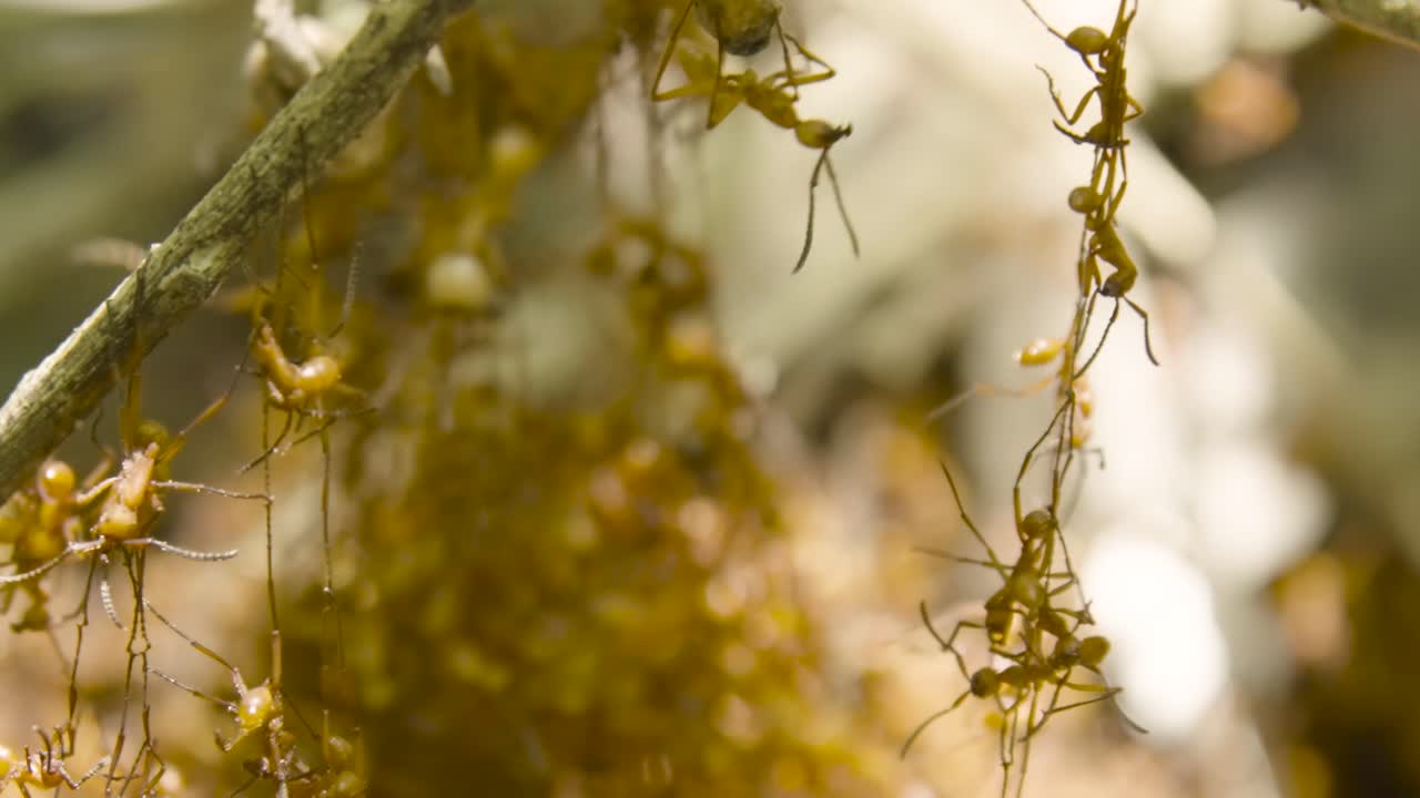 Close-up of army ants forming a living bridge by linking their bodies to cross between tree branches in a tropical forest, showcasing collective insect behavior and natural engineering.