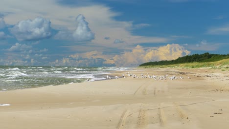 A-distant-large-flock-of-seagulls-resting-and-walking-on-the-Baltic-sea-white-sand-beach,-sunny-summer-day,-big-waves,-beautiful-cumulus-clouds-in-the-background,-wide-handheld-shot