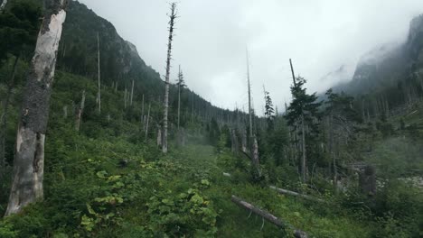 forest-covered mountains in the tatra mountains, slovakia