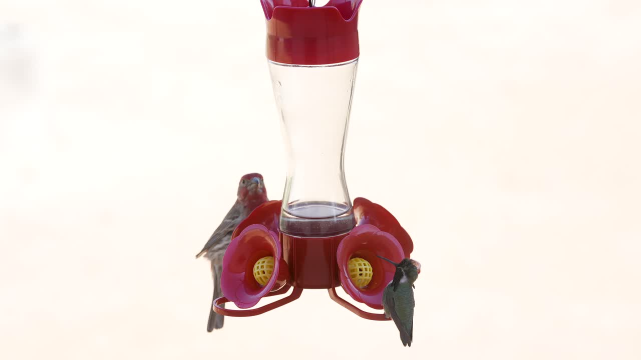핀치새와 칼리오페 벌새가 설탕 물 공급기를 슬로우 모션으로 공유합니다.