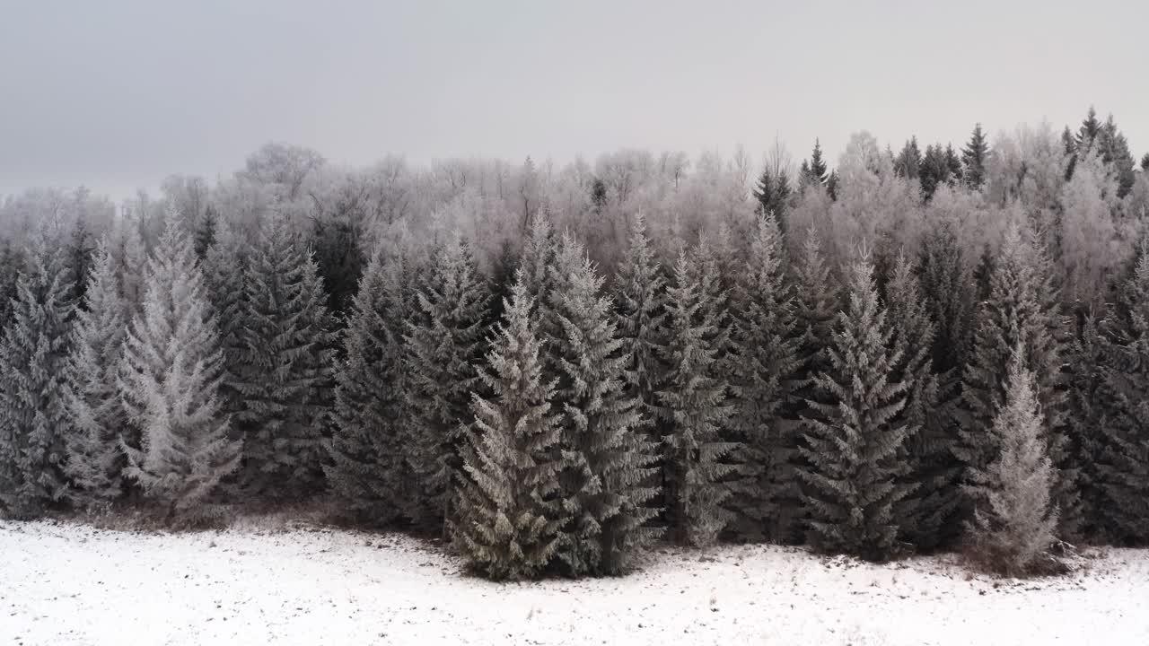Breathtaking aerial drone shot of frozen forest in winter. Pine trees in a snowy winter wonderland. Hoar frost after extreme cold.