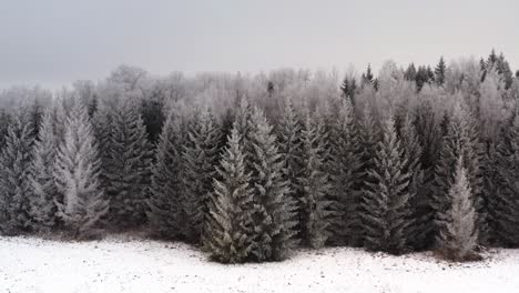 breathtaking aerial drone shot of frozen forest in winter. pine trees in a snowy winter wonderland. hoar frost after extreme cold.