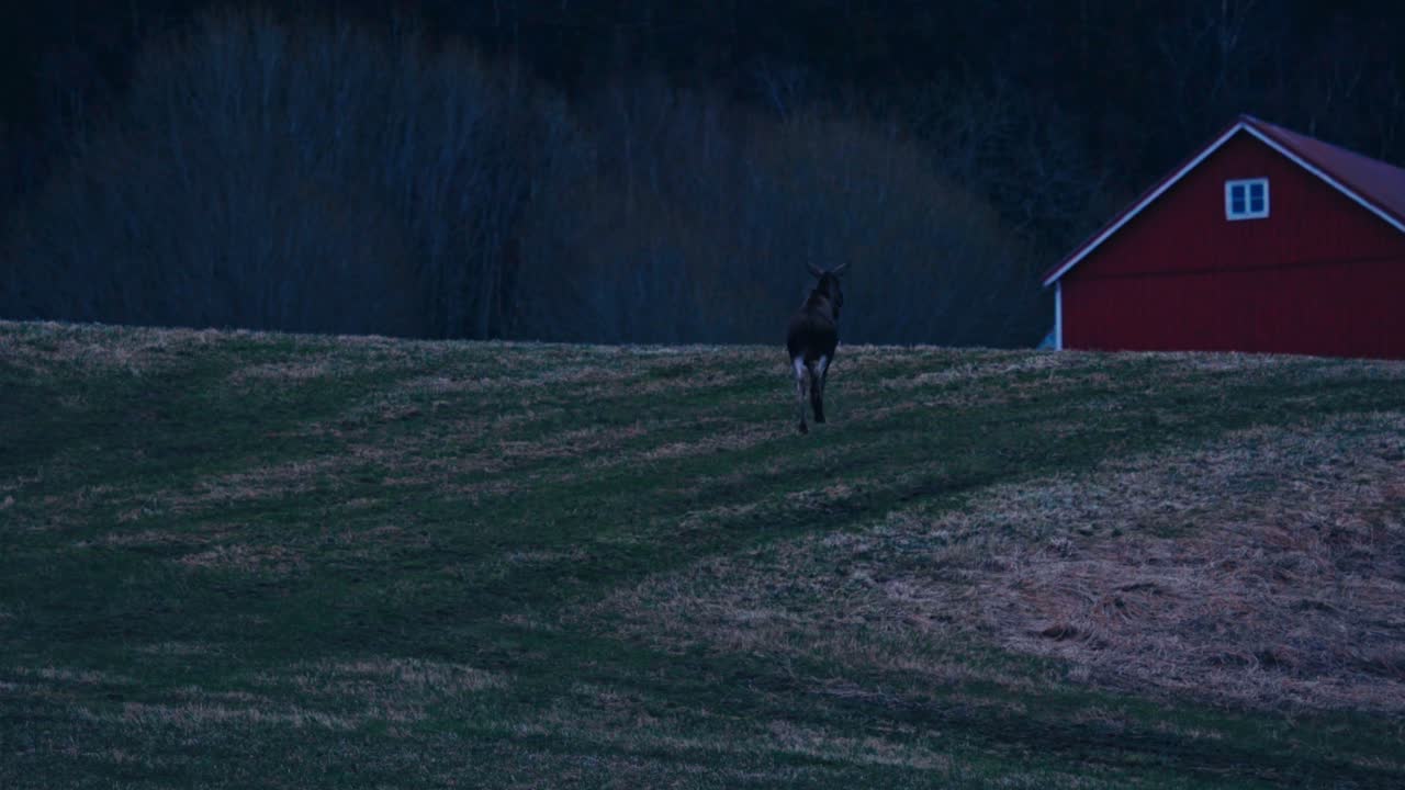 Cow Moose Walking On Green Field At Dusk - Wide Shot
