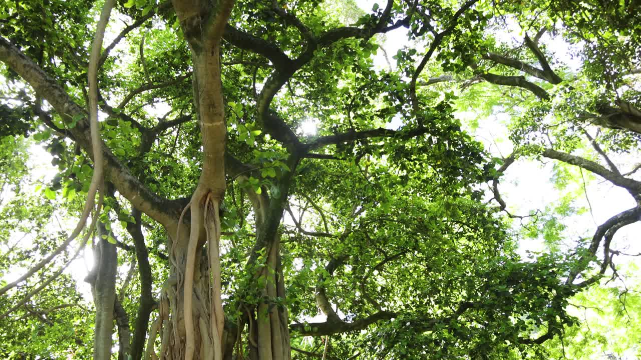 Looking up at a tree with intertwining vines