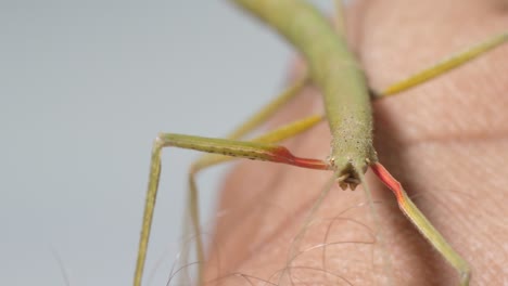 stick insect medauroidea extradentata, family phasmatidae