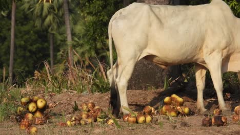 Two-cows-eating-food---ground---legs-