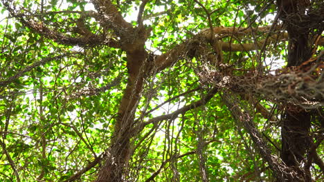 View-forward-low-angle-of-curtain-fig-tree,-with-branches-and-leaves-moved-by-wind