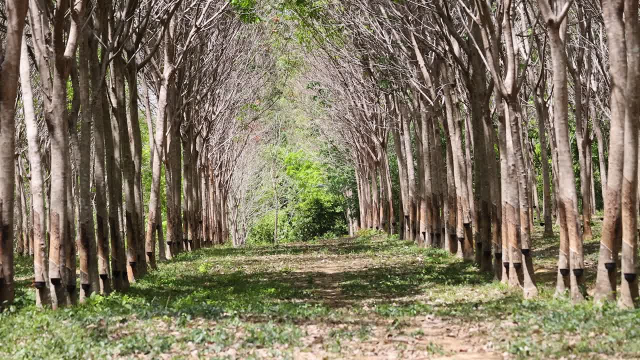 A tranquil journey through a sunlit rubber tree plantation in Phuket, Thailand, showcasing natural beauty and symmetry