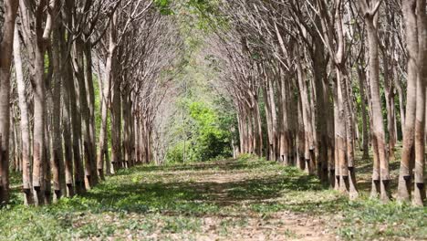 a tranquil journey through a sunlit rubber tree plantation in phuket, thailand, showcasing natural beauty and symmetry