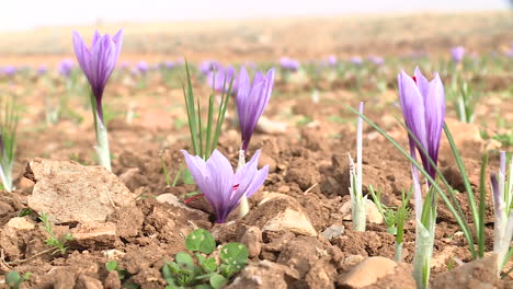 saffron field