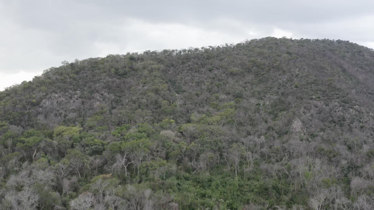 Vegetação em recuperação após incêndios no Pantanal - Serra do Amolar, Brasil