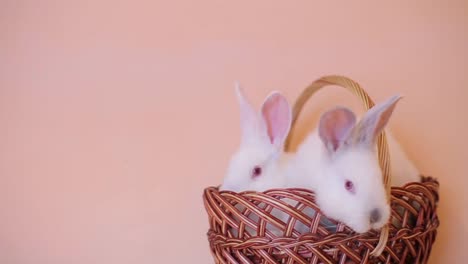 easter day and cute bunny in a basket. festive decor. happy easter!