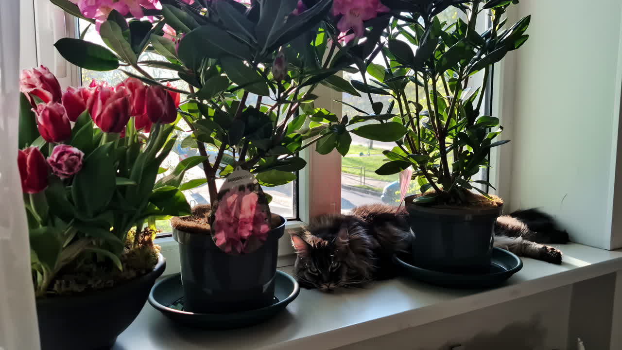 A Maine Coon cat lounges peacefully on a window ledge surrounded by blooming flowers.