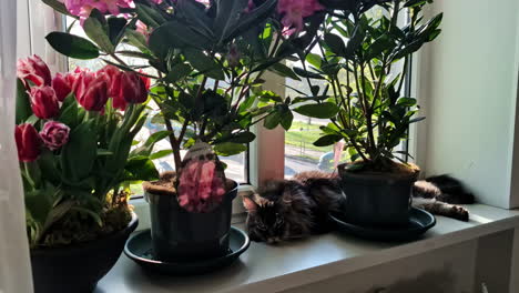 a maine coon cat lounges peacefully on a window ledge surrounded by blooming flowers.