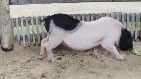 pig in a pen