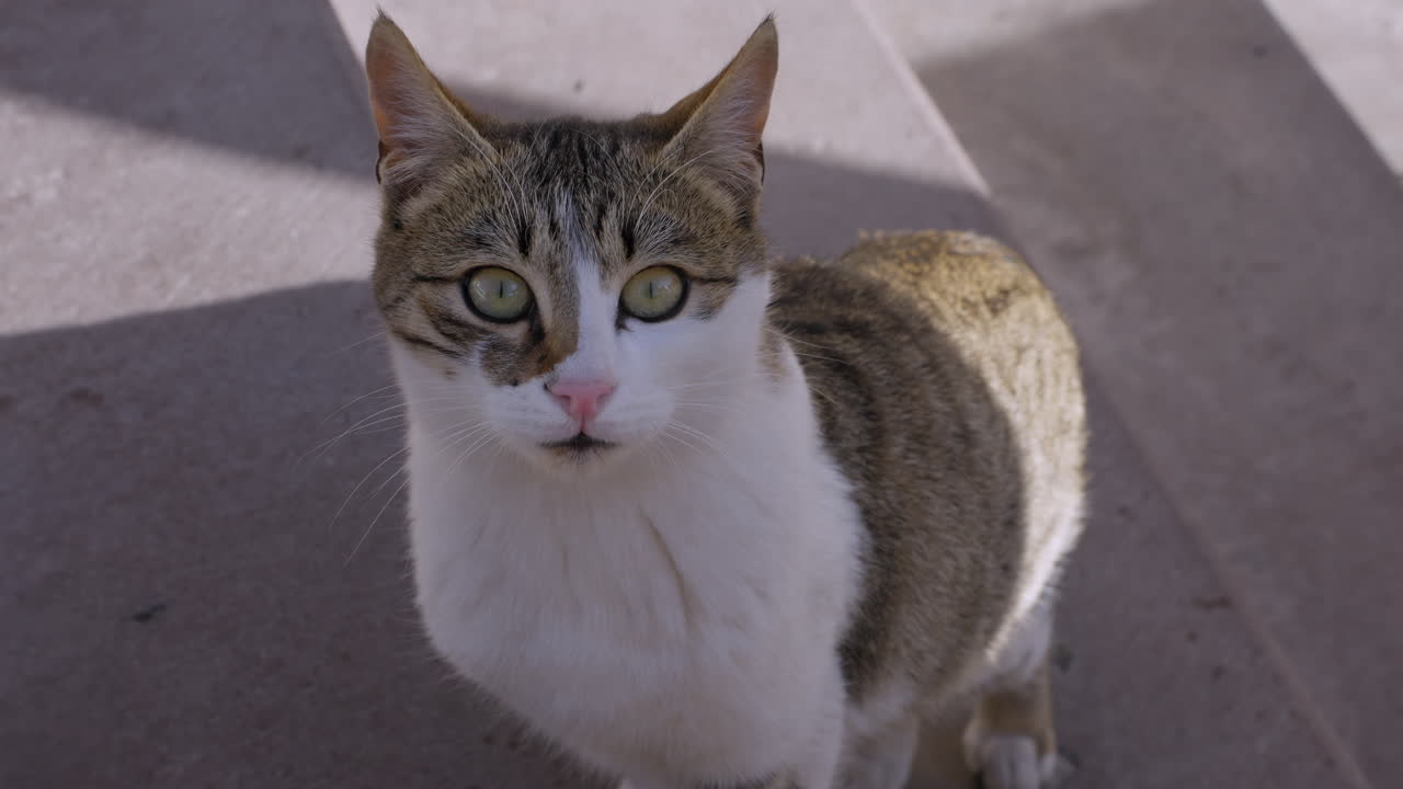 Gatto randagio che si guarda intorno