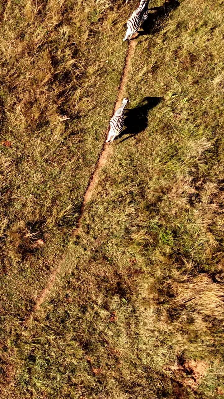 Drone top view of a zebra herd running along a game path in open wilderness