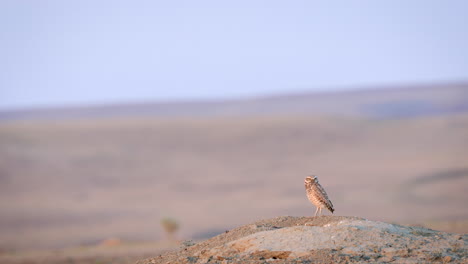 small burrowing owl on dirt mound grasslands national park, saskatchewan, canada