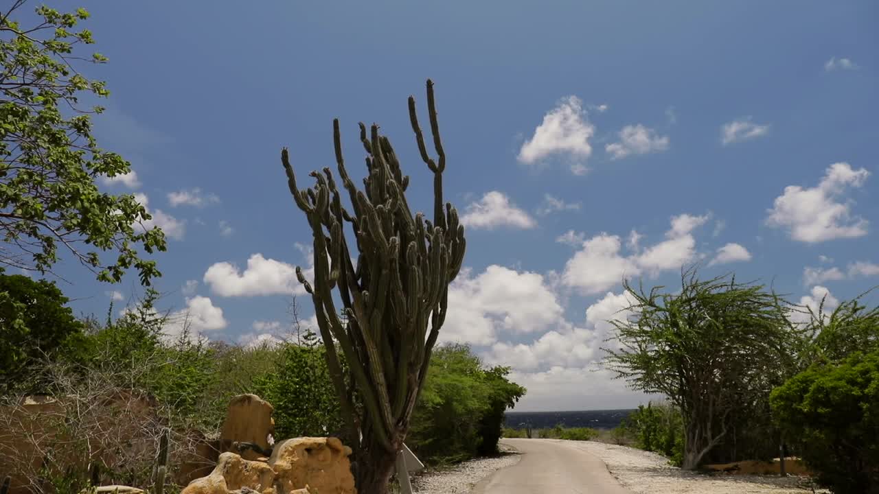 Cactus landscape with a road