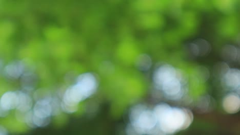 fondo de bokeh natural - fugas de luz y destellos de la lente
