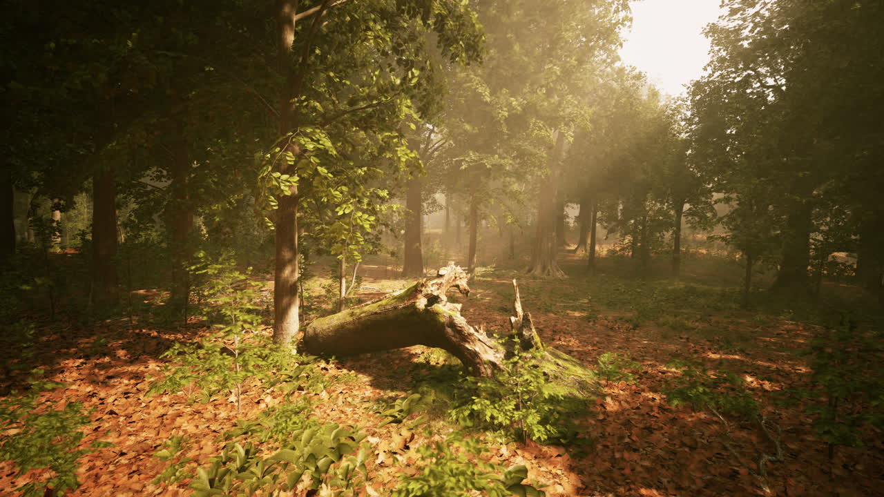 빛에 쓰러진 나가지와 함께 안개 숲