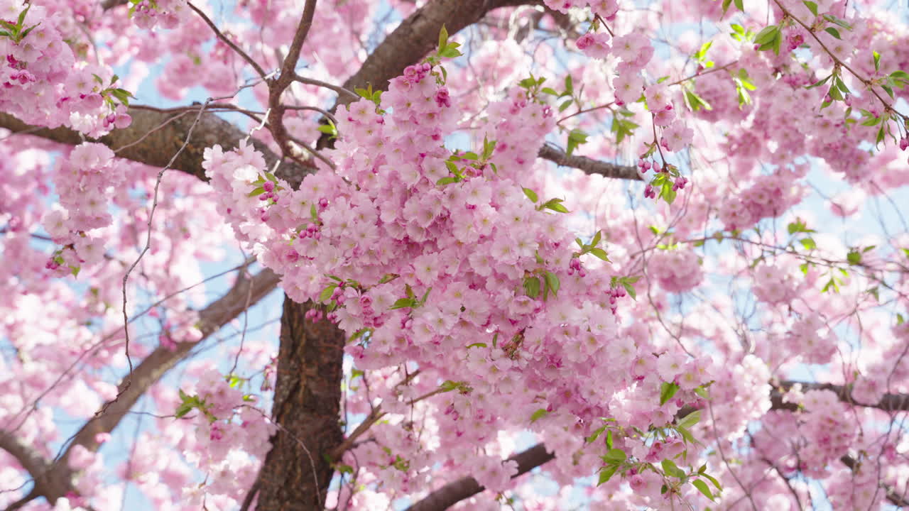 Hermosa toma de un cerezo en flor en primavera