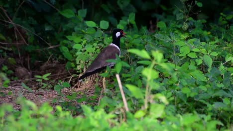 the red-wattled lapwing is one of the most common birds of thailand