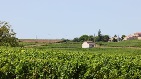 lush vineyard with cottage in bordeaux, france