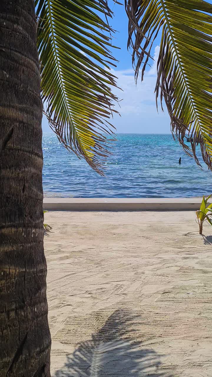 Vertical View of Caribbean Sea From Coast and Beach on Belize Under Palm Tree