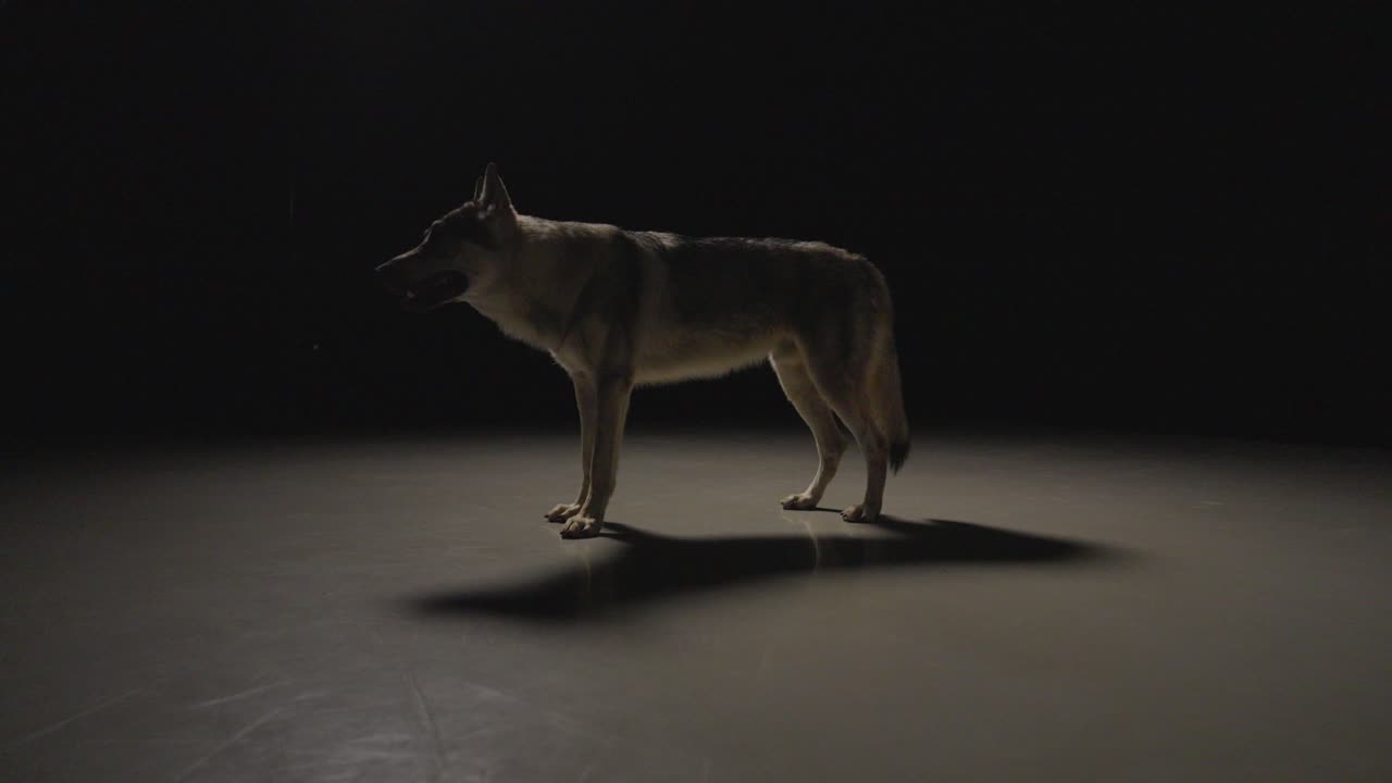 волчья собака в темной студийной среде