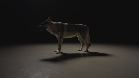 wolfhound in dark studio environment