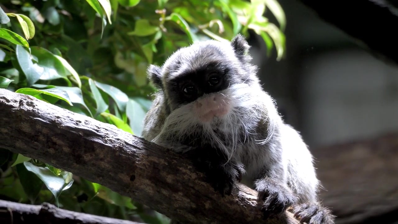 Un simpatico animaletto, un tamarino è sul ramo e si guarda intorno. Un secondo tamarino arriva e attacca l'altro.