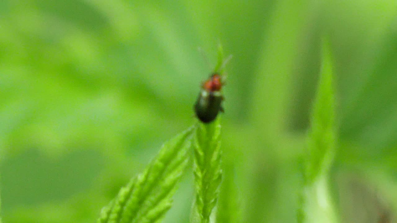 tiro macro de un escarabajo verde con una cabeza roja sobre el borde de una licencia verde en cámara lenta