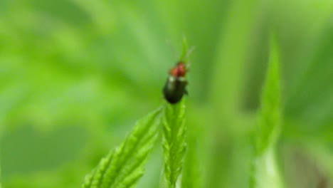 macro shot of a green beetle with a red head over the edge of a green leave in slow motion