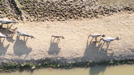 imágenes aéreas de arriba hacia abajo de una manada de búfalos de agua caminando por un camino de tierra al atardecer, sus largas sombras proyectadas por el sol vespertino crean un espectáculo que habla de la tranquilidad y la belleza de la naturaleza