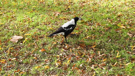 australian magpie in a park