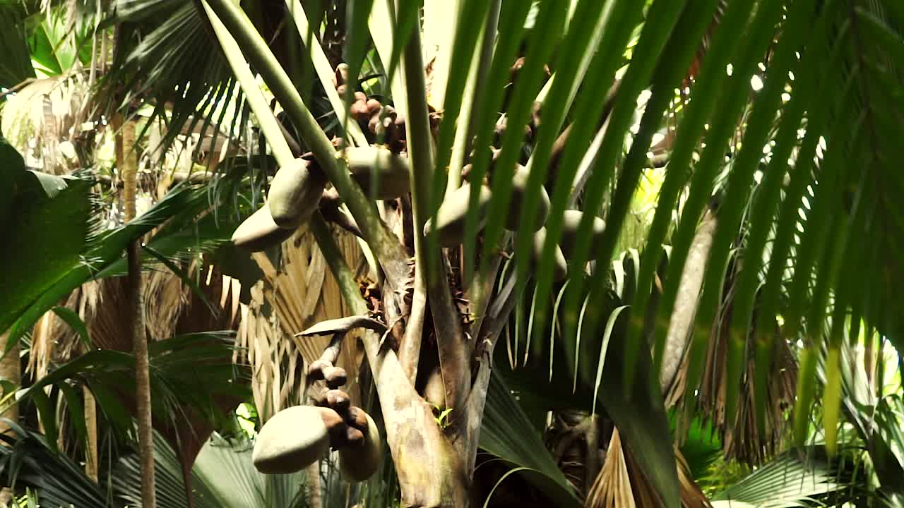 coco de mer gigante endémico en vallée de mai en praslin, seychelles