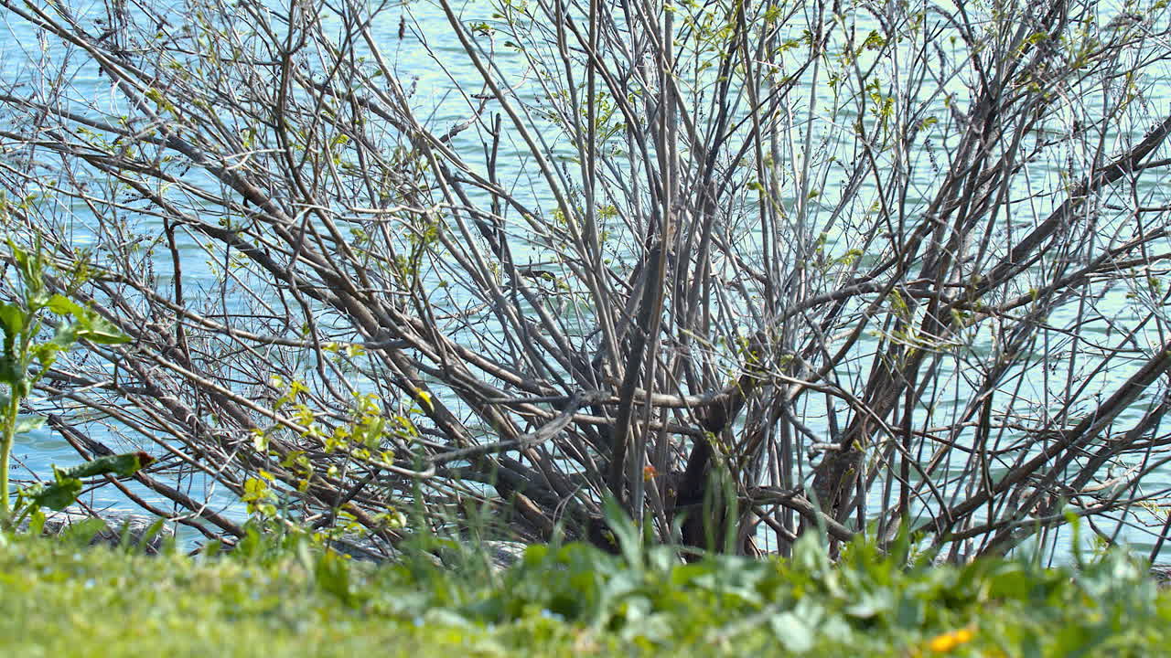BUSH NEAR THE WATER IN THE BACKGROUND