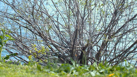 bush near the water in the background