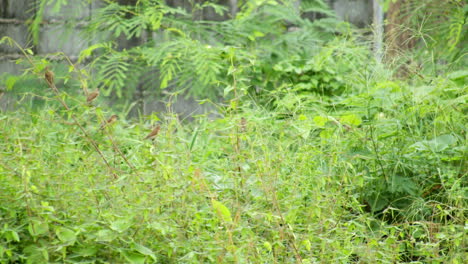 A-flock-of-scaly-breasted-munias-Lonchura-punctulata-are-foraging-in-an-abandoned-plot-of-land-in-Bangkok,-Thailand