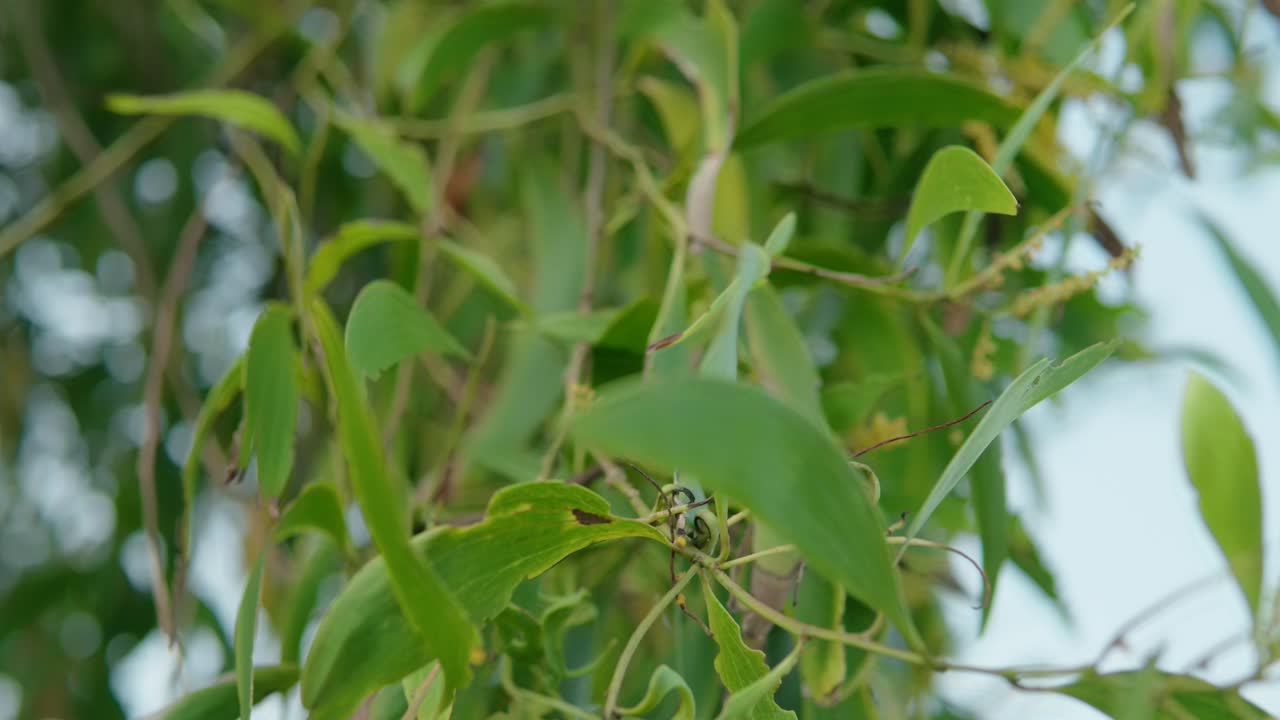 macro de hoja verde en el día de verano rayos de sol en borroso bokeh abstracto con fondo de llamarada